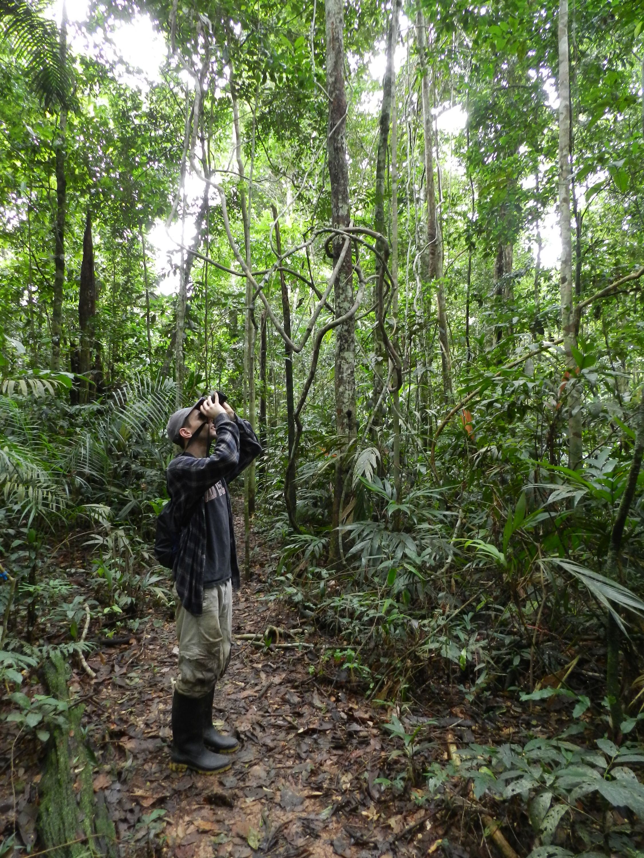 Sean scanning the rain forest canopy from the ground, Madre de Dios, Peru