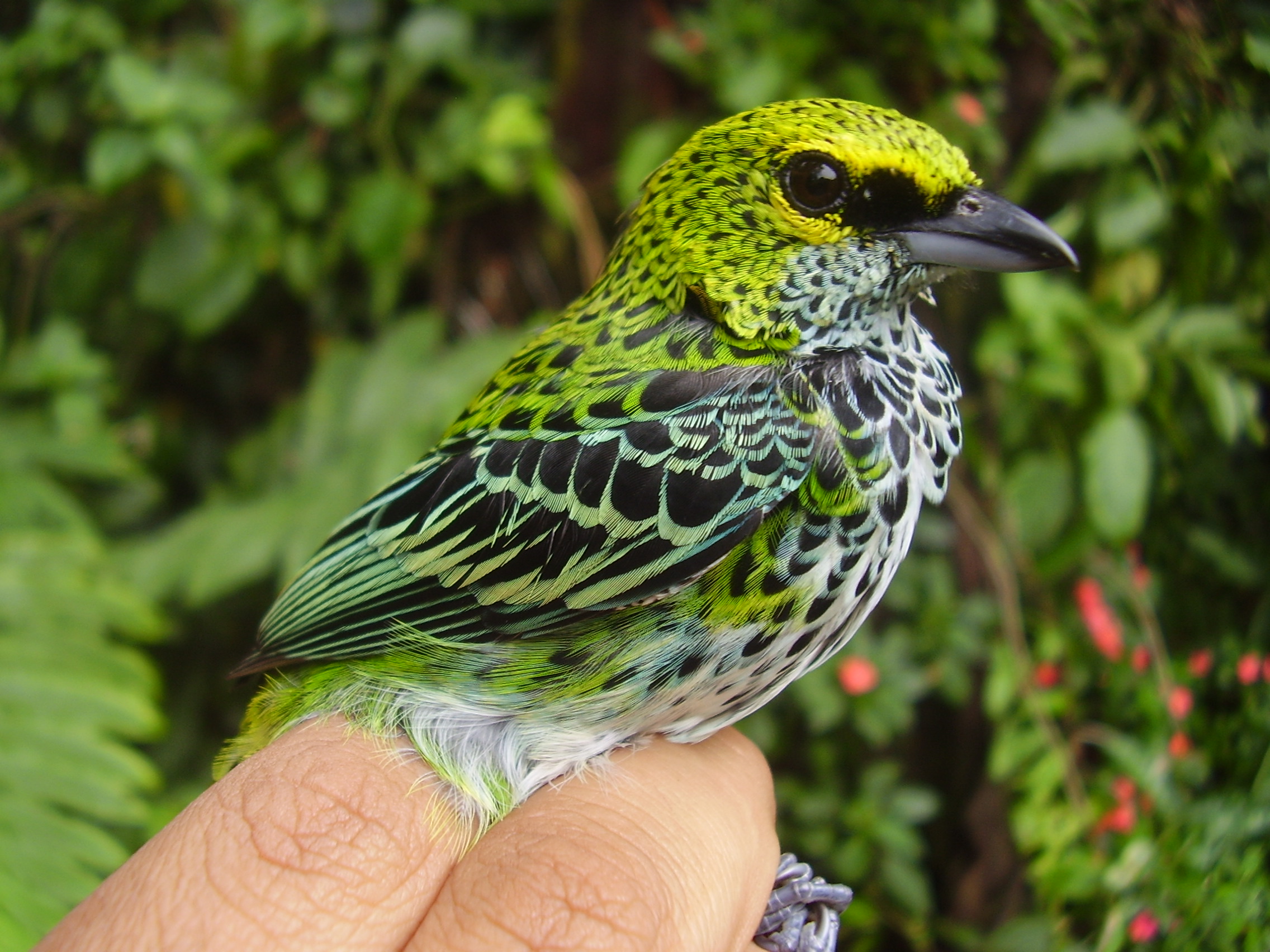 Speckled tanager, with green, yellow, black, and white feathers