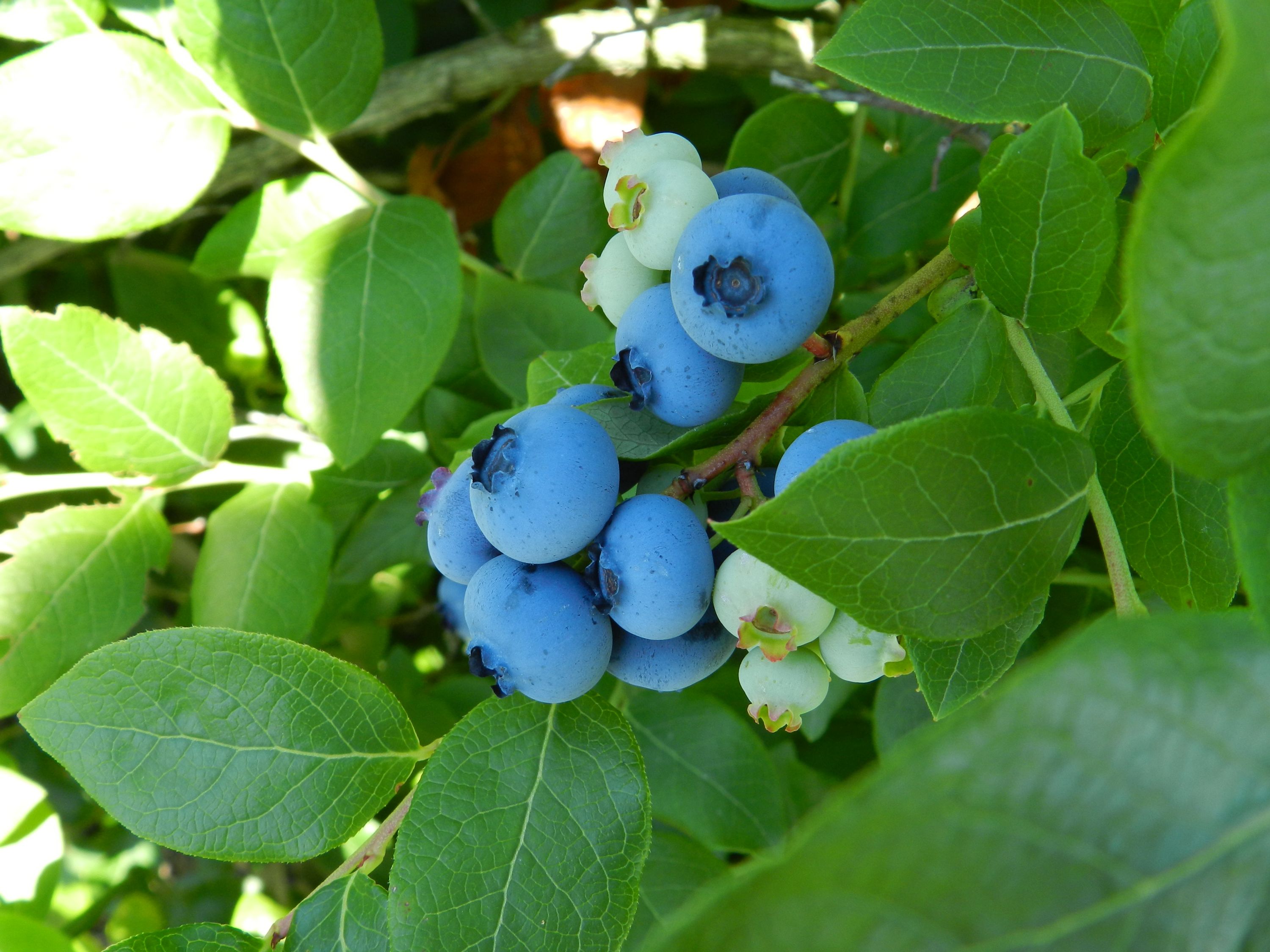 Blueberries