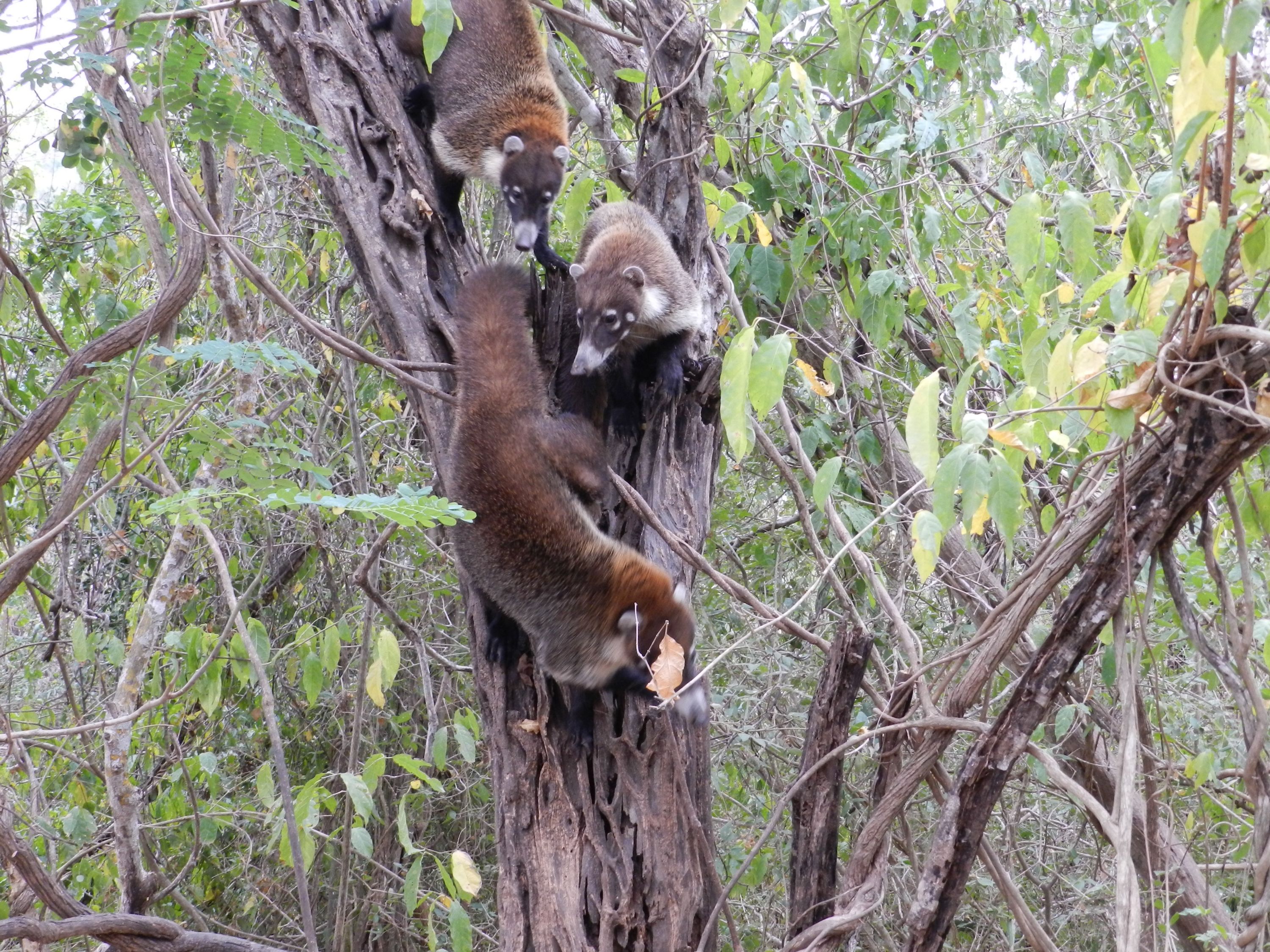 Coatis