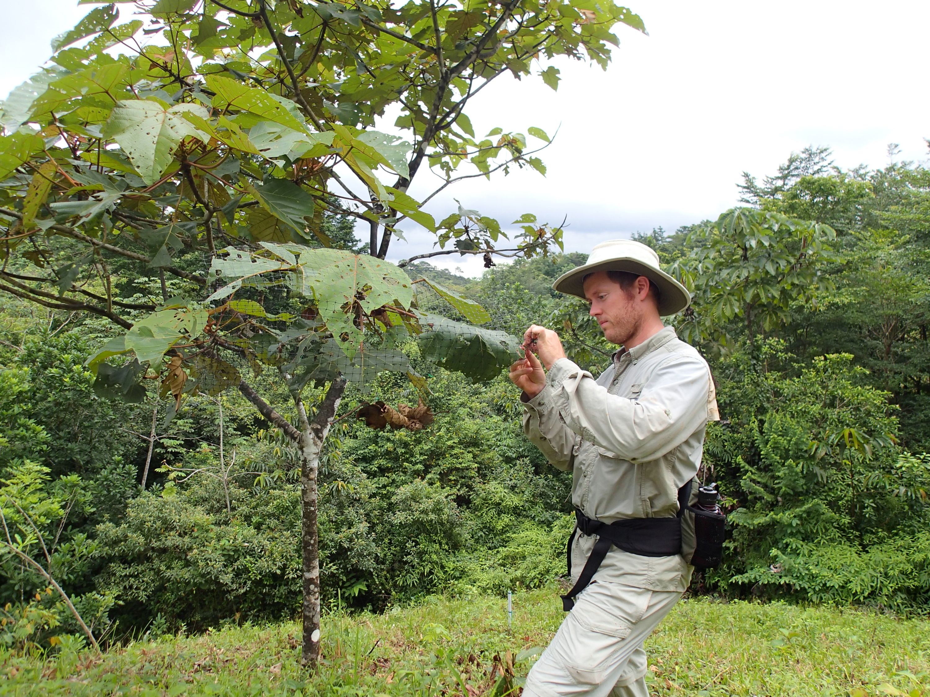 Exclosure experiment to test trophic effects, Agua Salud Restoration Project, Panama photo