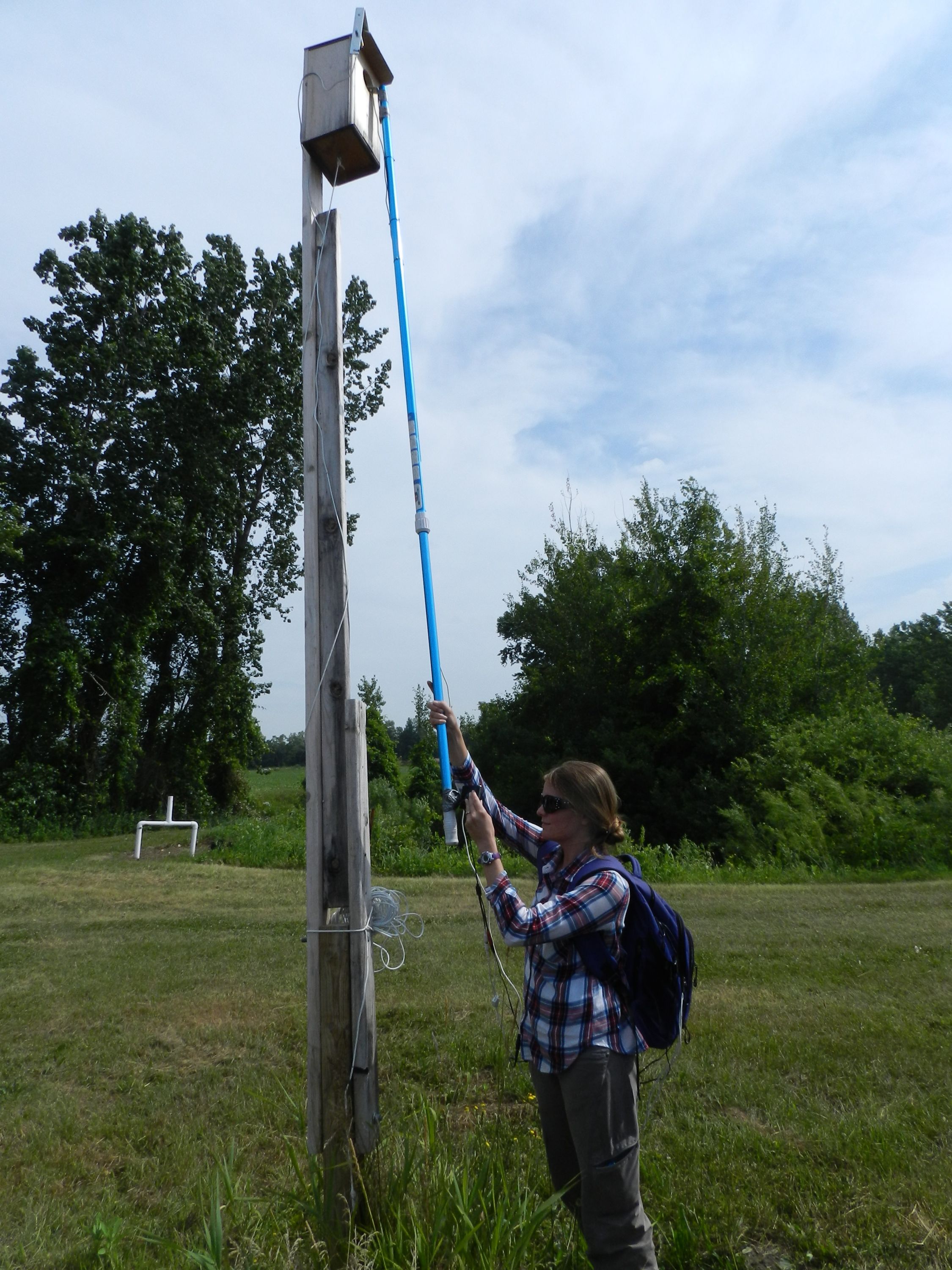 Melissa checking the contents of an American kestrel box with the pole-camera