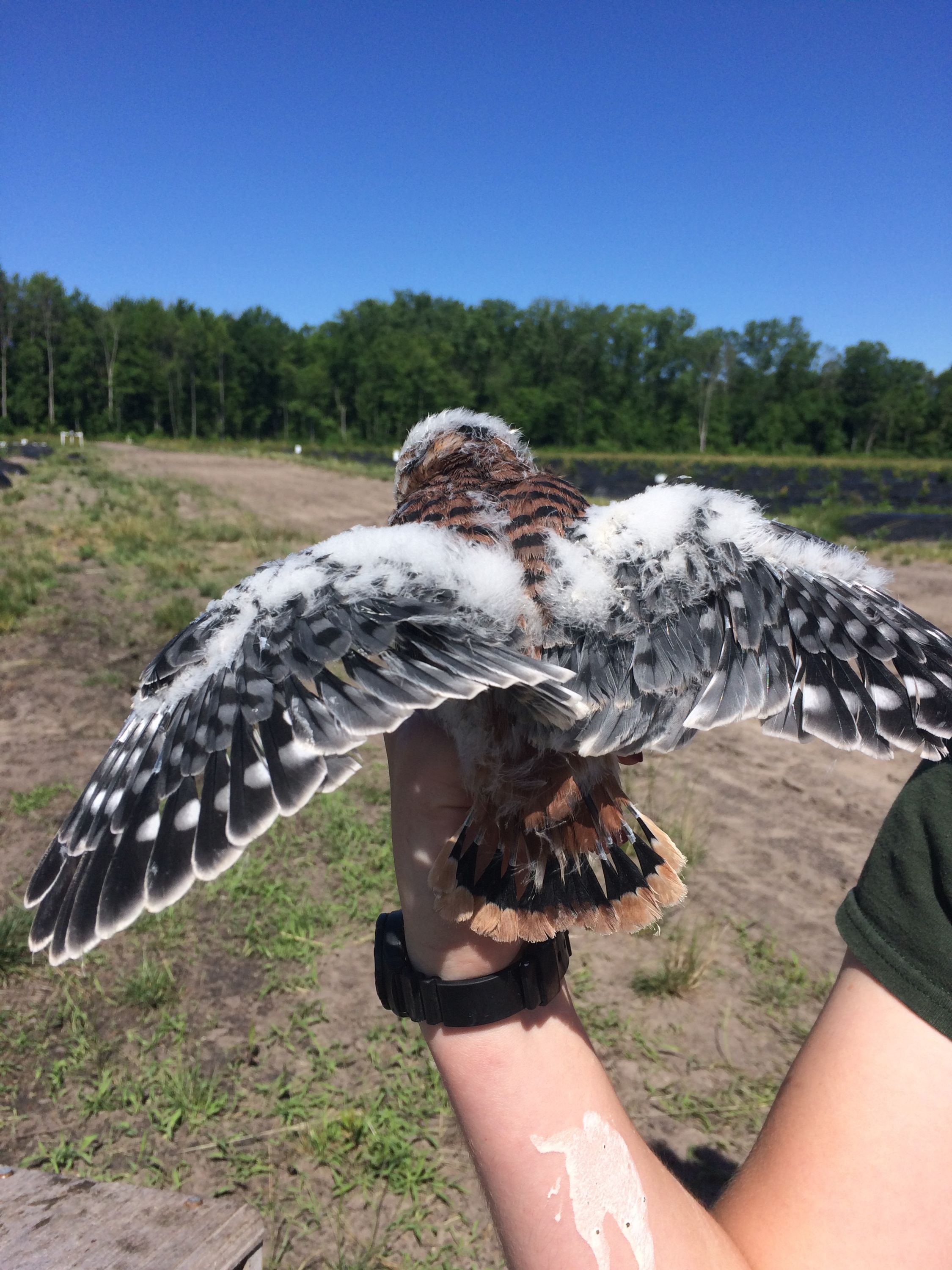 An American kestrel nestling a few days before fledging